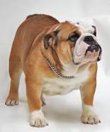 Bulldog