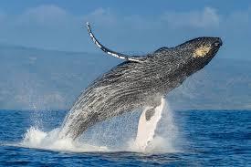 Humpback Whale