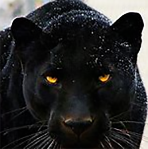 Panther