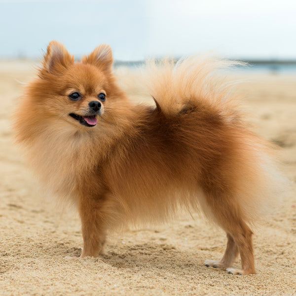 Pomeranian