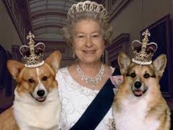 Corgi, Pembroke Welsh
