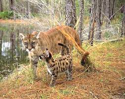 Panther