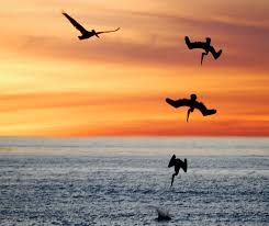The Pelican