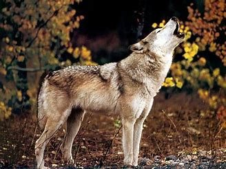 Wolf Howling